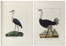 John Latham 2-Volume Set of ''A General Synopsis of Birds'' -- First Edition Published 1783-1785 With All 75 Hand-Colored Plates Present & Original Binding